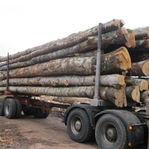 HÊTRE EN GRUME, CAMION DE 50 STÈRES
